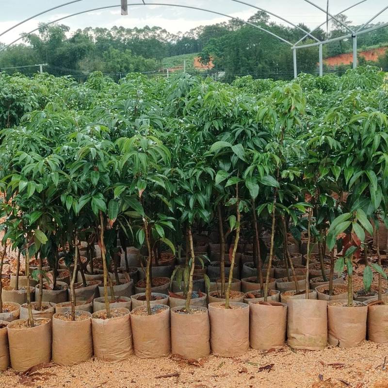 荔枝树苗无核，冰荔，仙进奉，妃子笑，仙桃荔，三月红，灵荔