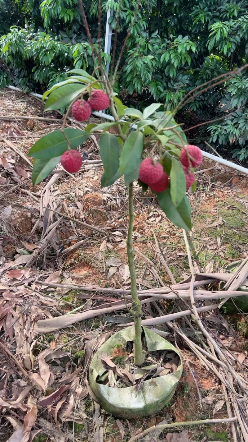 荔枝树苗无核，冰荔，仙进奉，妃子笑，仙桃荔，三月红，灵荔