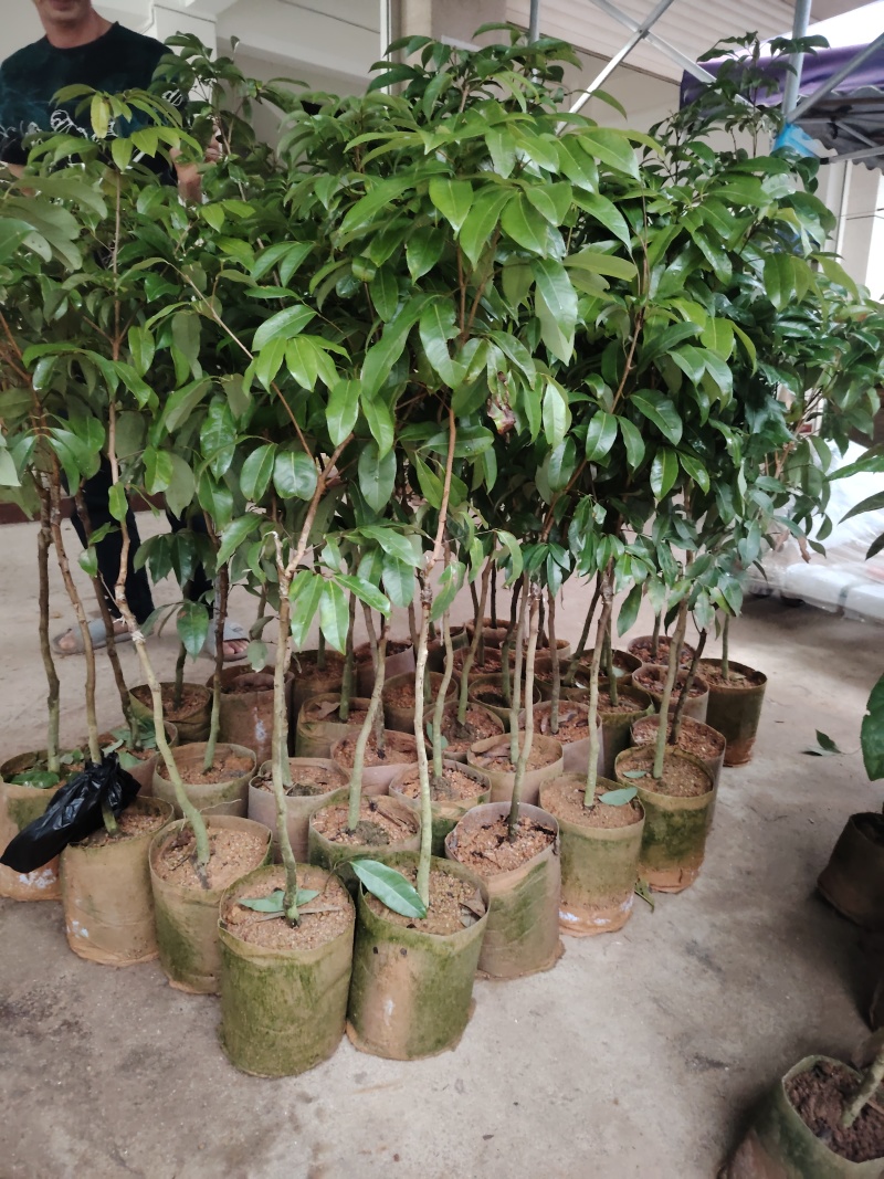 荔枝树苗无核，冰荔，仙进奉，妃子笑，仙桃荔，三月红，灵荔