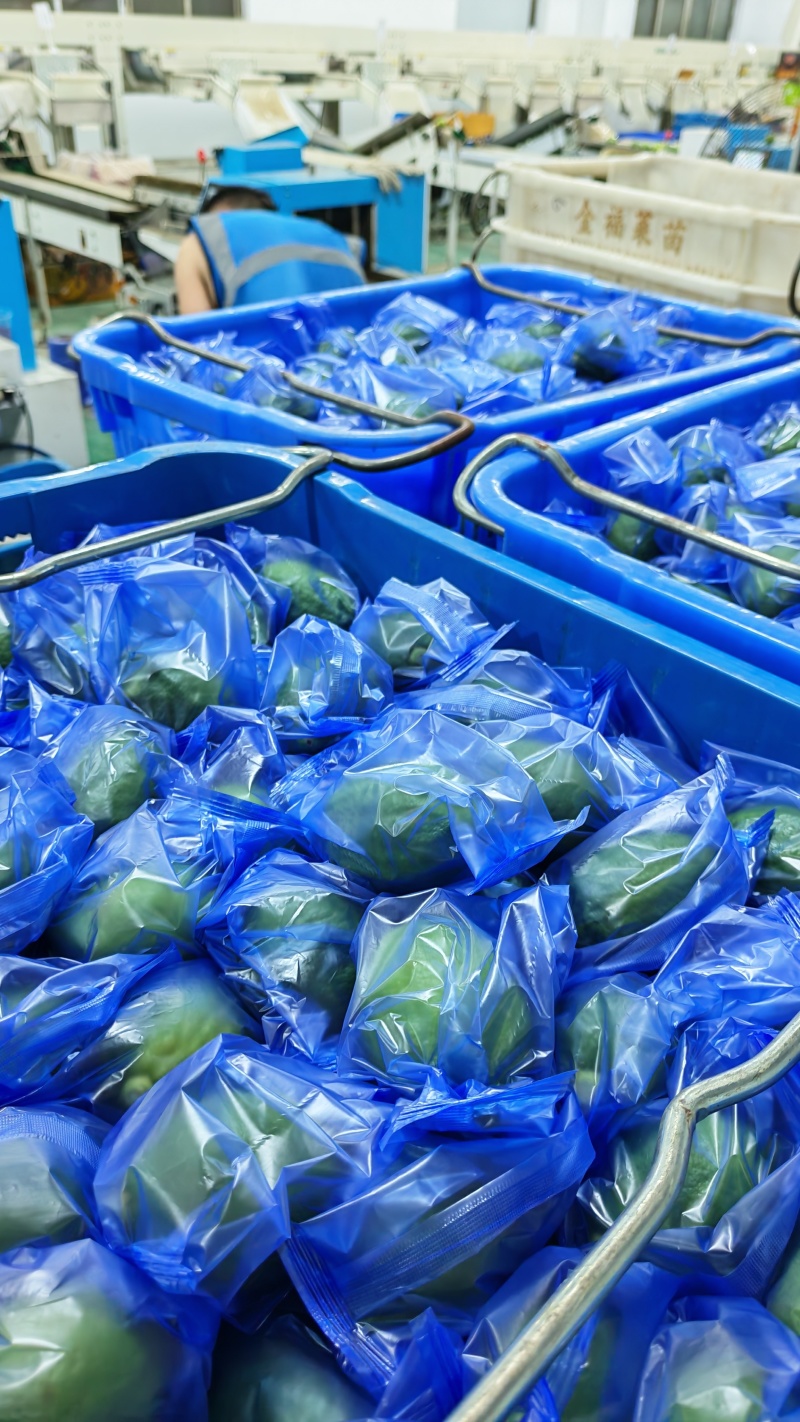 广东自有果场，香水柠檬源头直采。从枝头到仓库一步到位。