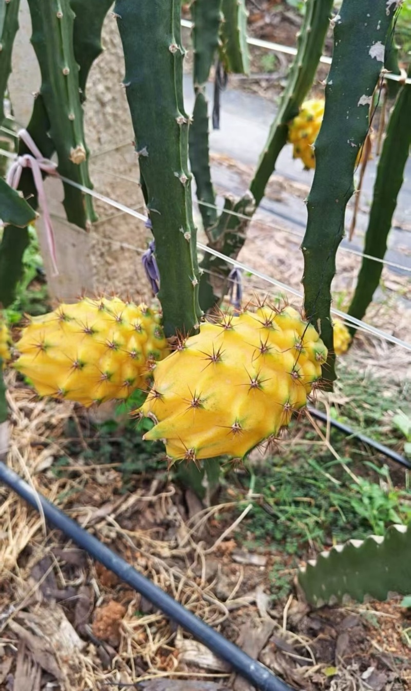 精品海南燕窝果麒麟果，全规格，批发高品质