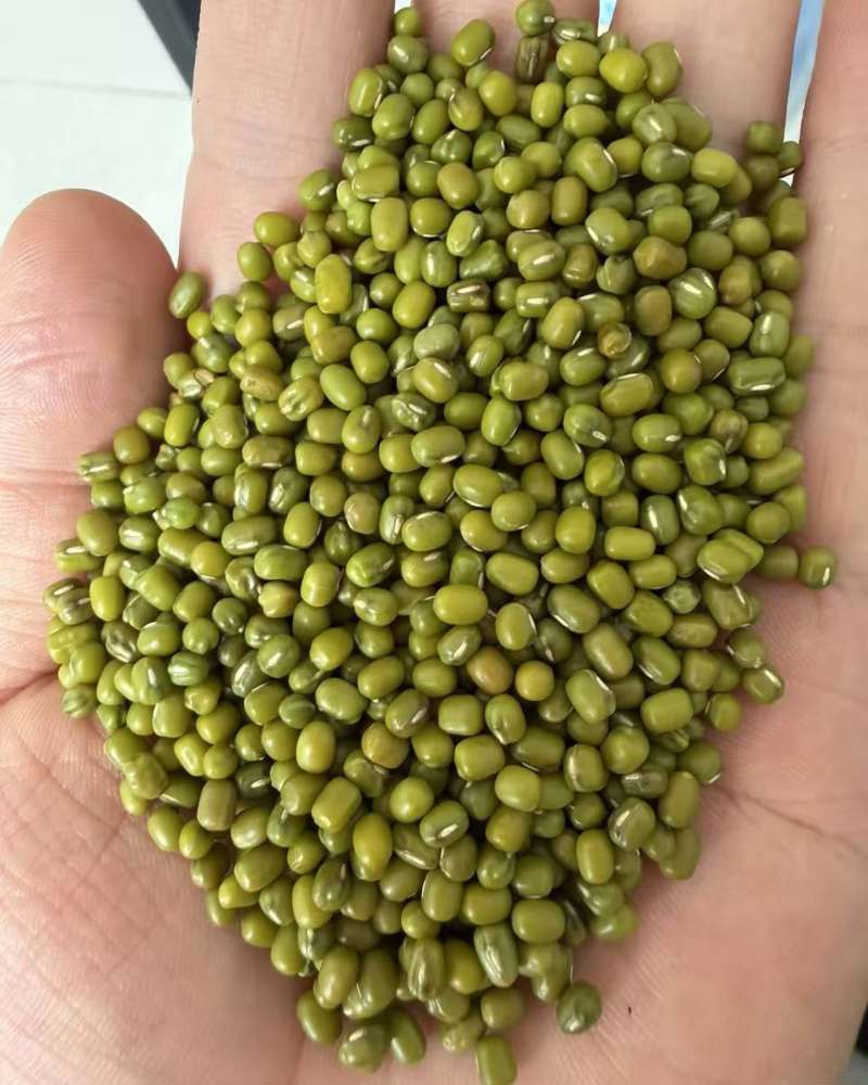 进口原包印度绿豆（3.25-3.5-3.75颗粒）