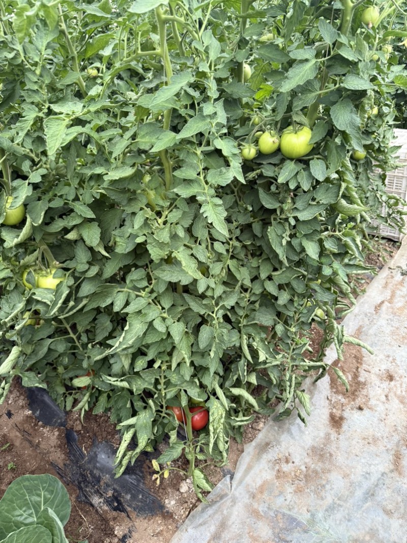 西红柿🍅