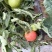 西红柿🍅