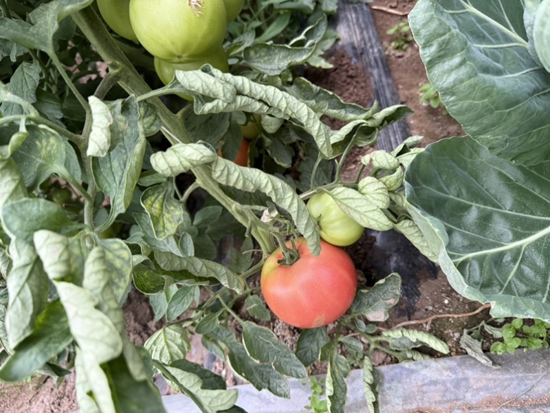 西红柿🍅