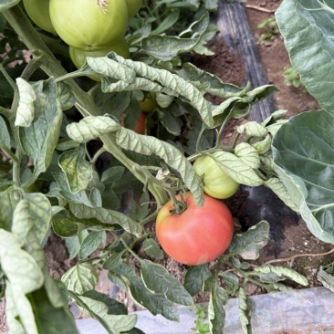 西红柿🍅