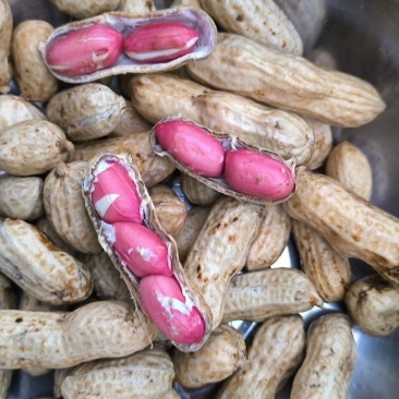 四粒红花生湖北基地直采湿鲜花生果仁饱满口感微甜