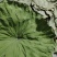 2026新荷叶干荷叶荷叶鸡荷叶粽荷叶饭蒸垫