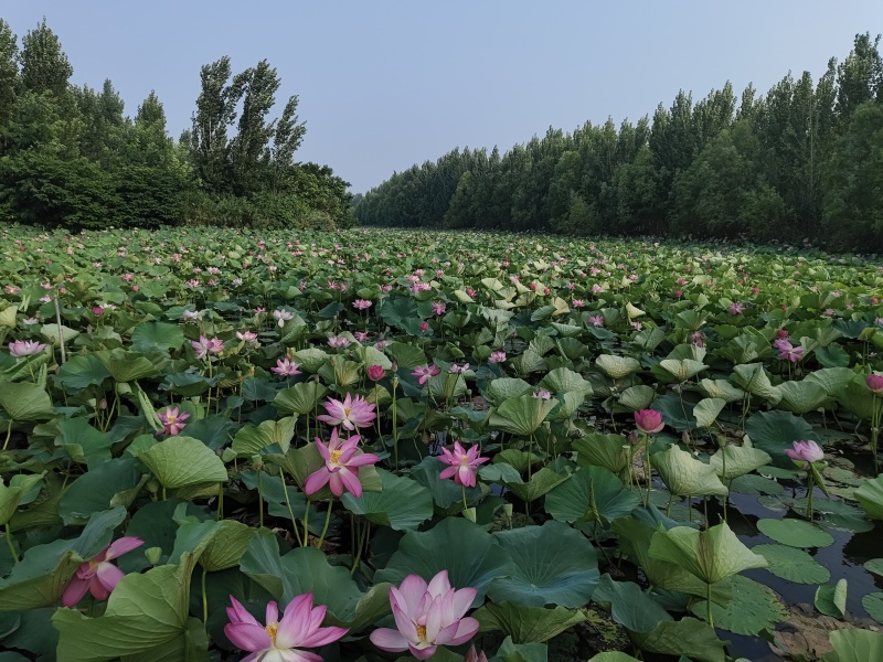 2026新荷叶干荷叶荷叶鸡荷叶粽荷叶饭蒸垫