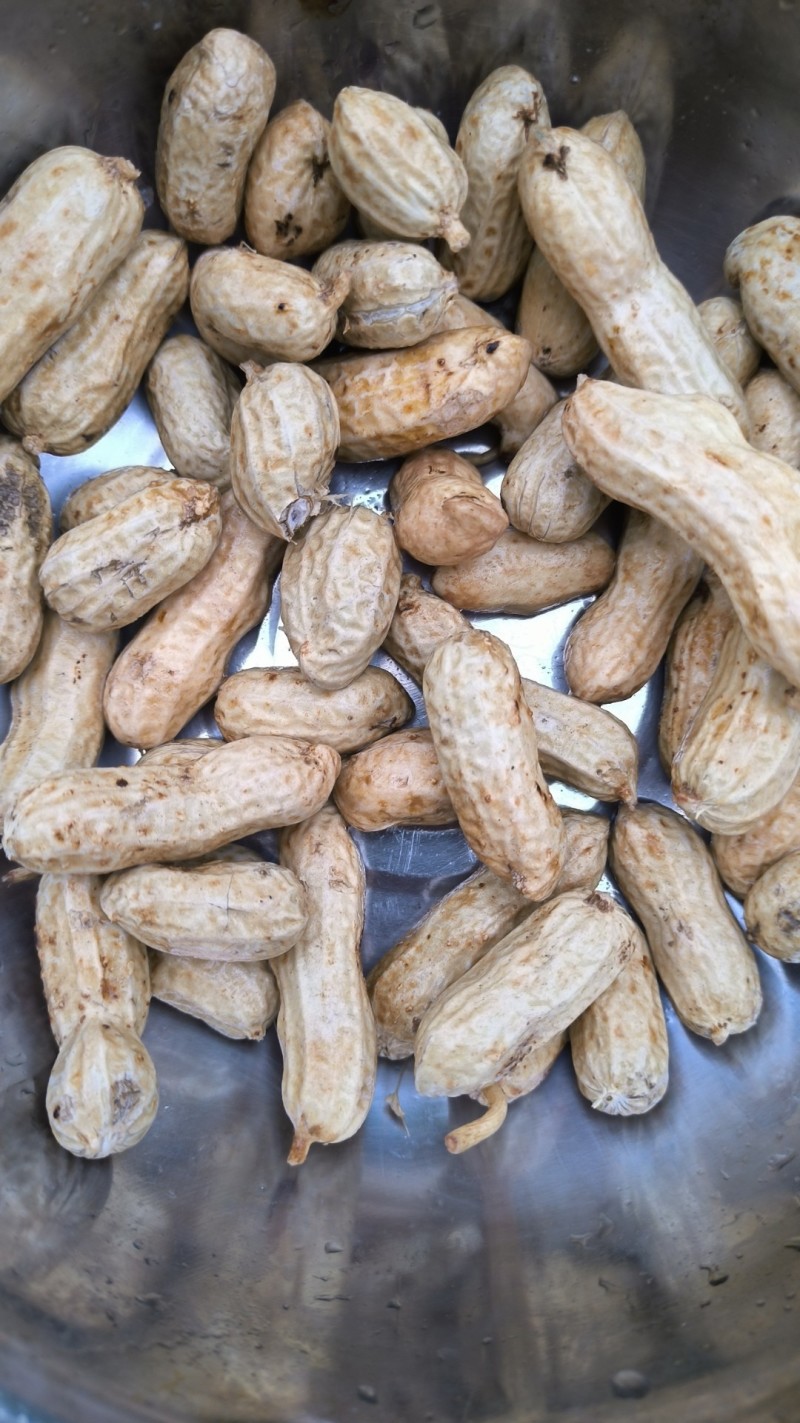 四粒红花生湖北基地直采湿鲜花生果仁饱满口感微甜