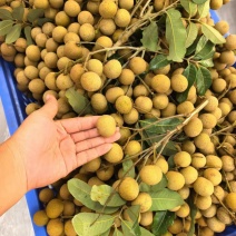 高州石硖龙眼