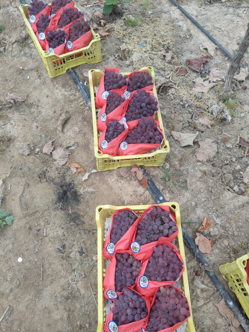 精品茉莉香葡萄产地直发大量有货，没有中间商赚差价