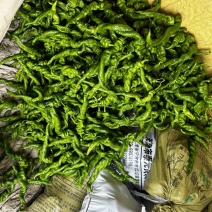 大量螺丝椒现货。
