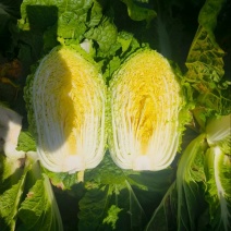 黄心白菜，玲珑黄白菜，大锦，加工厂白菜