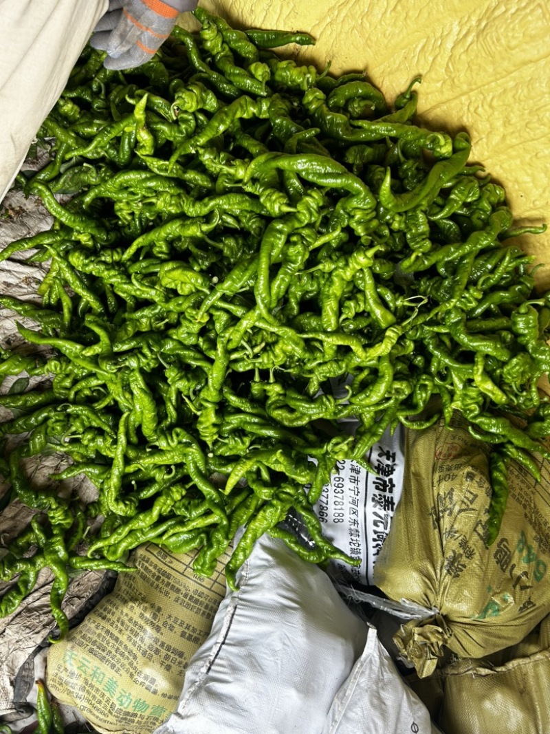 大量螺丝椒现货。