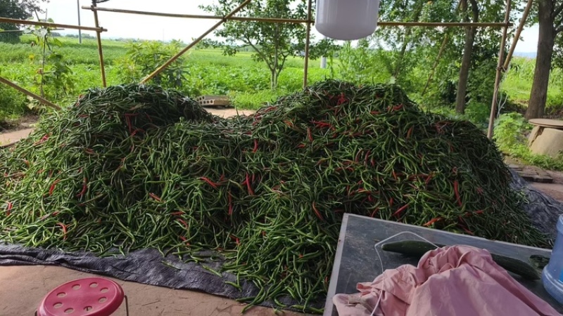 3号线椒，基地直发！部分转红椒