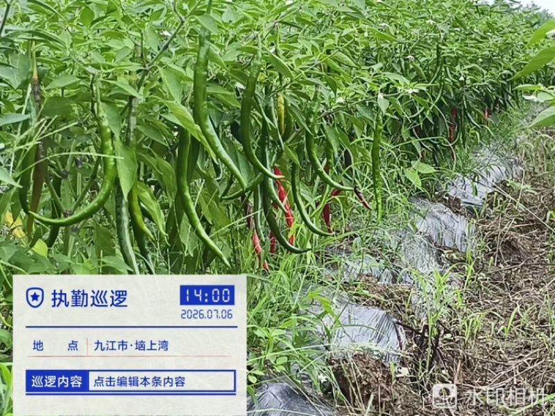 3号线椒，基地直发！部分转红椒
