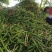 3号线椒，基地直发！部分转红椒