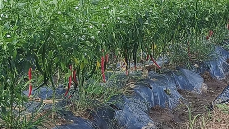 3号线椒，基地直发！部分转红椒