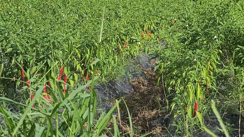 3号线椒，基地直发！部分转红椒
