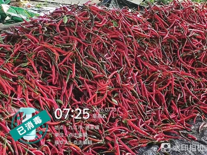 3号线椒，基地直发！部分转红椒