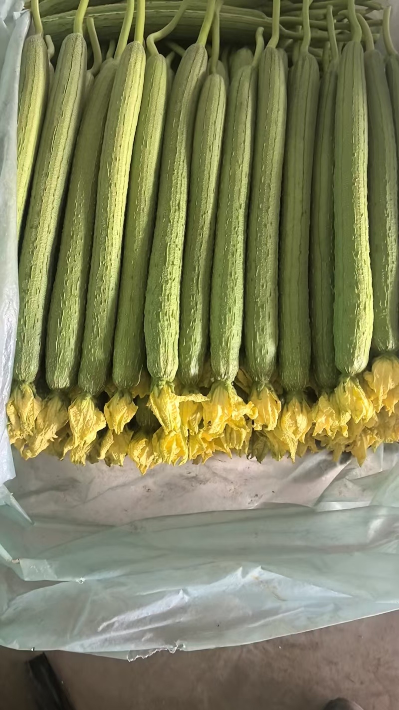 鲜花丝瓜