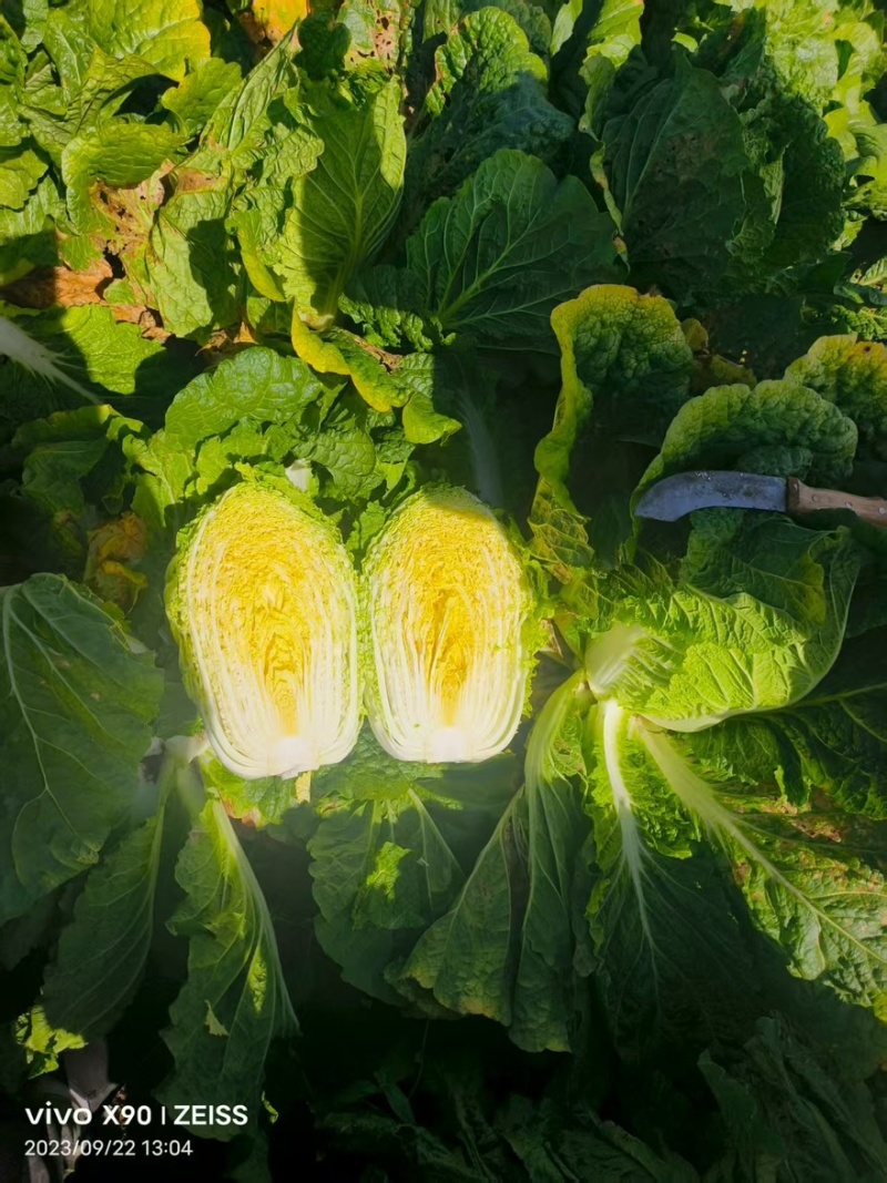 黄心白菜，玲珑黄白菜，大锦，加工厂白菜