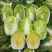 黄心白菜，玲珑黄白菜，大锦，加工厂白菜