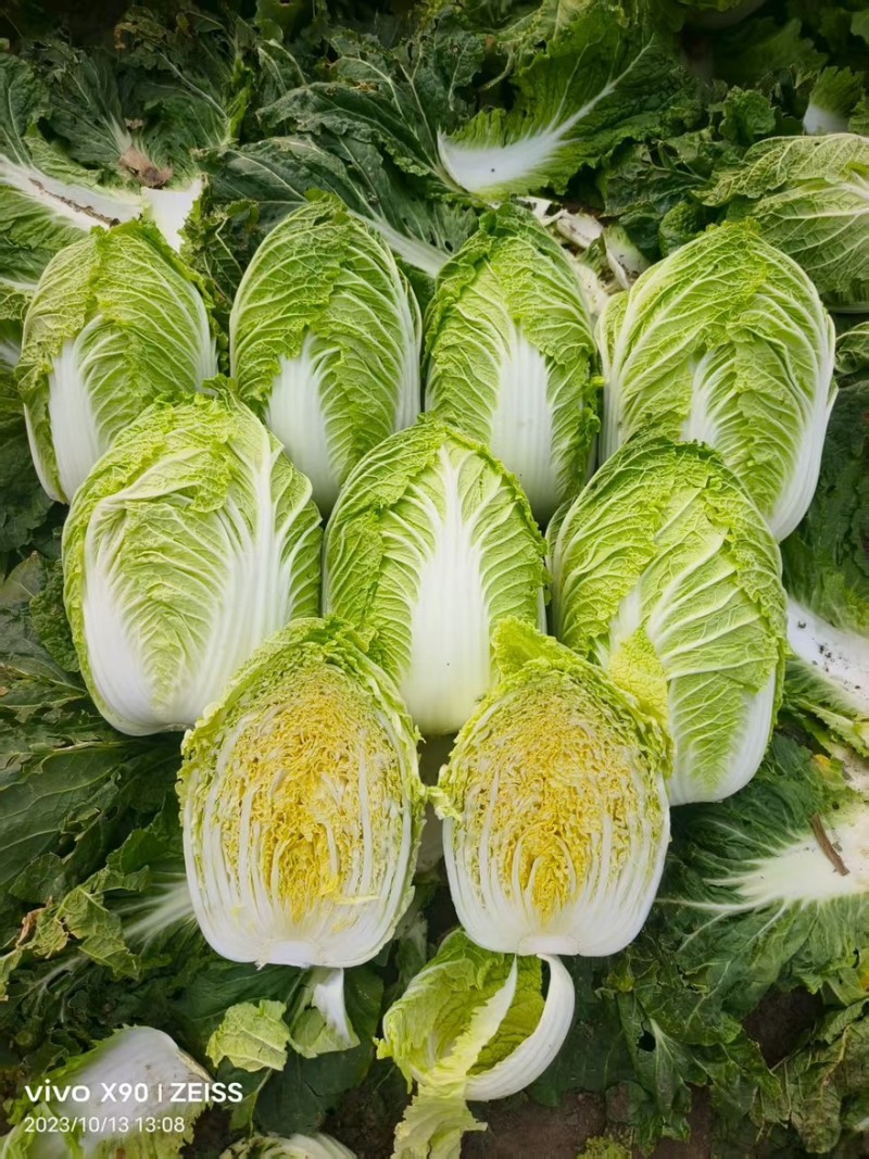 黄心白菜，玲珑黄白菜，大锦，加工厂白菜
