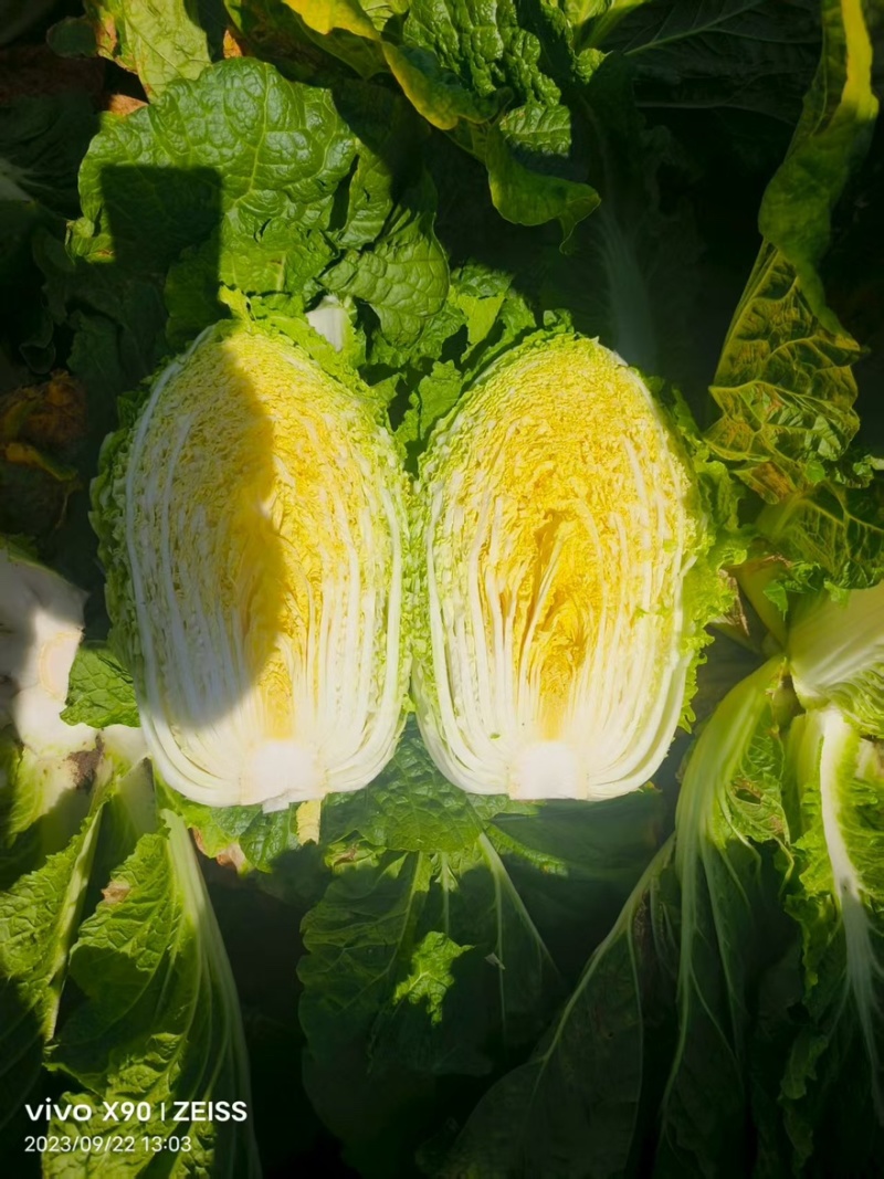 黄心白菜，玲珑黄白菜，大锦，加工厂白菜
