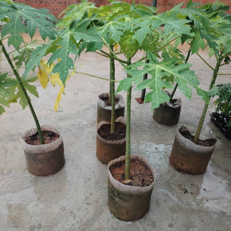 木瓜苗
