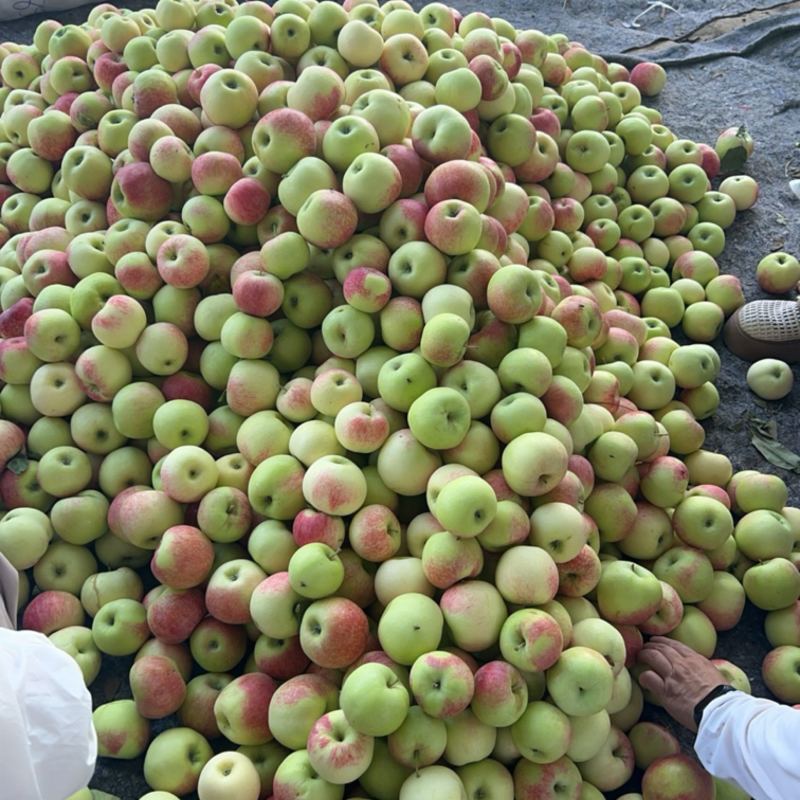 苹果基地华硕美八鲁丽