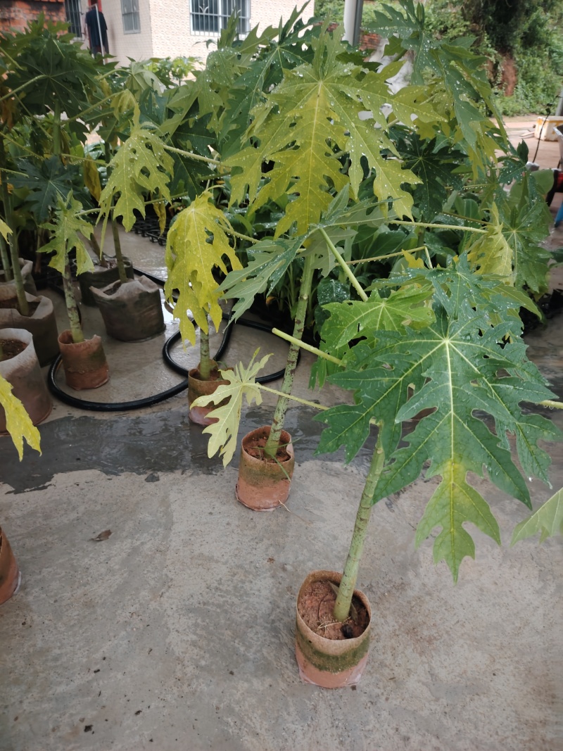 木瓜苗