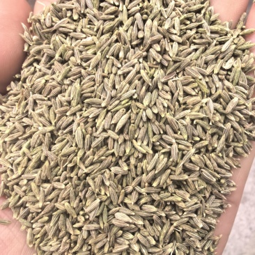孜然，纯干货，大颗粒，没有杂质