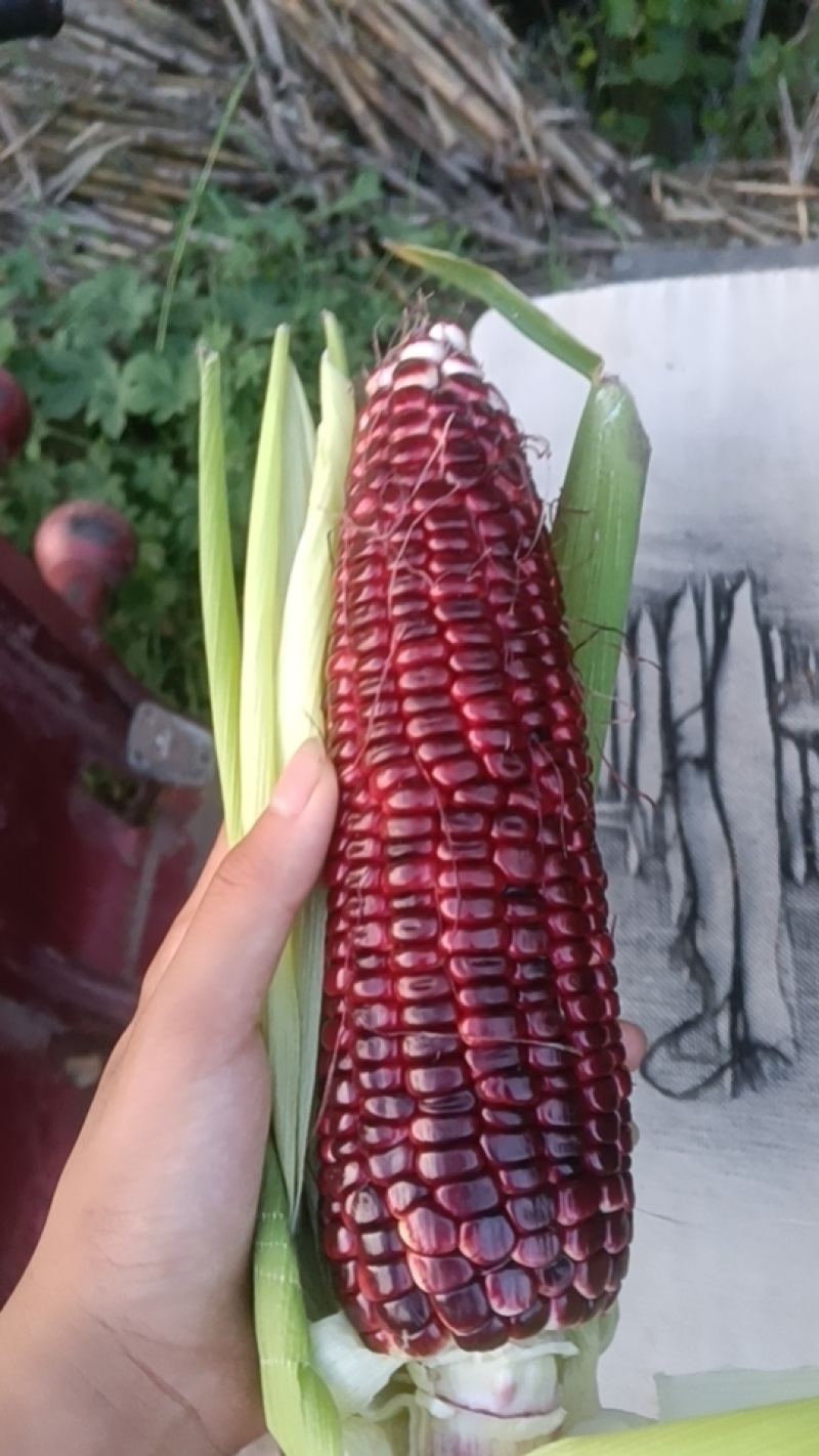 万甜糯黑玉米
