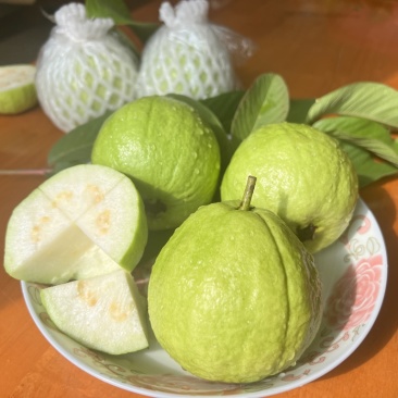 广东白心番石榴清甜脆爽