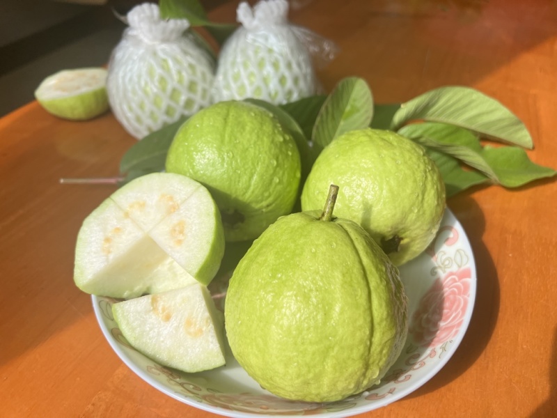 广东白心番石榴清甜脆爽