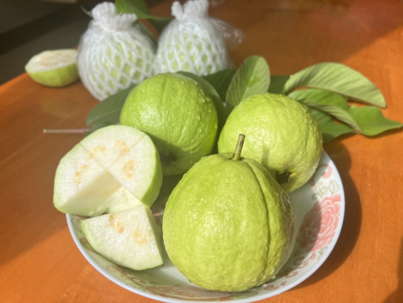 广东白心番石榴清甜脆爽