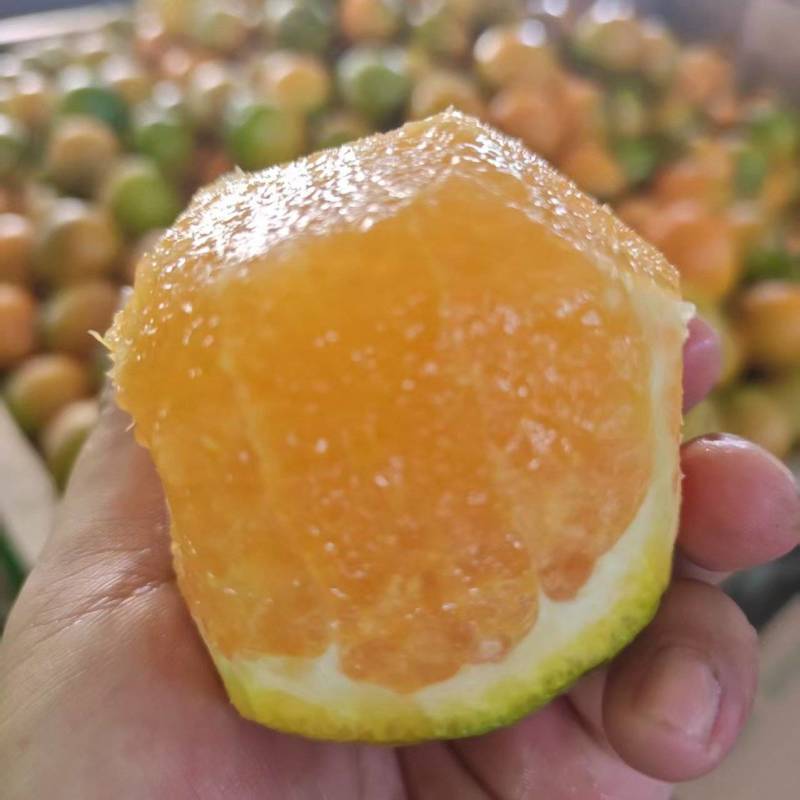 当季夏橙皮薄多汁果园现采一件代发支持大小果分级供货