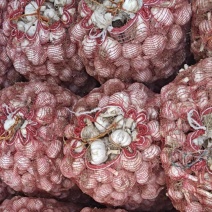 无苔蒜，白皮蒜，