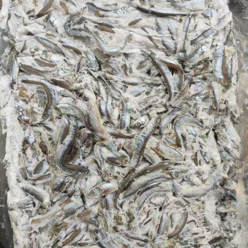 多春鱼