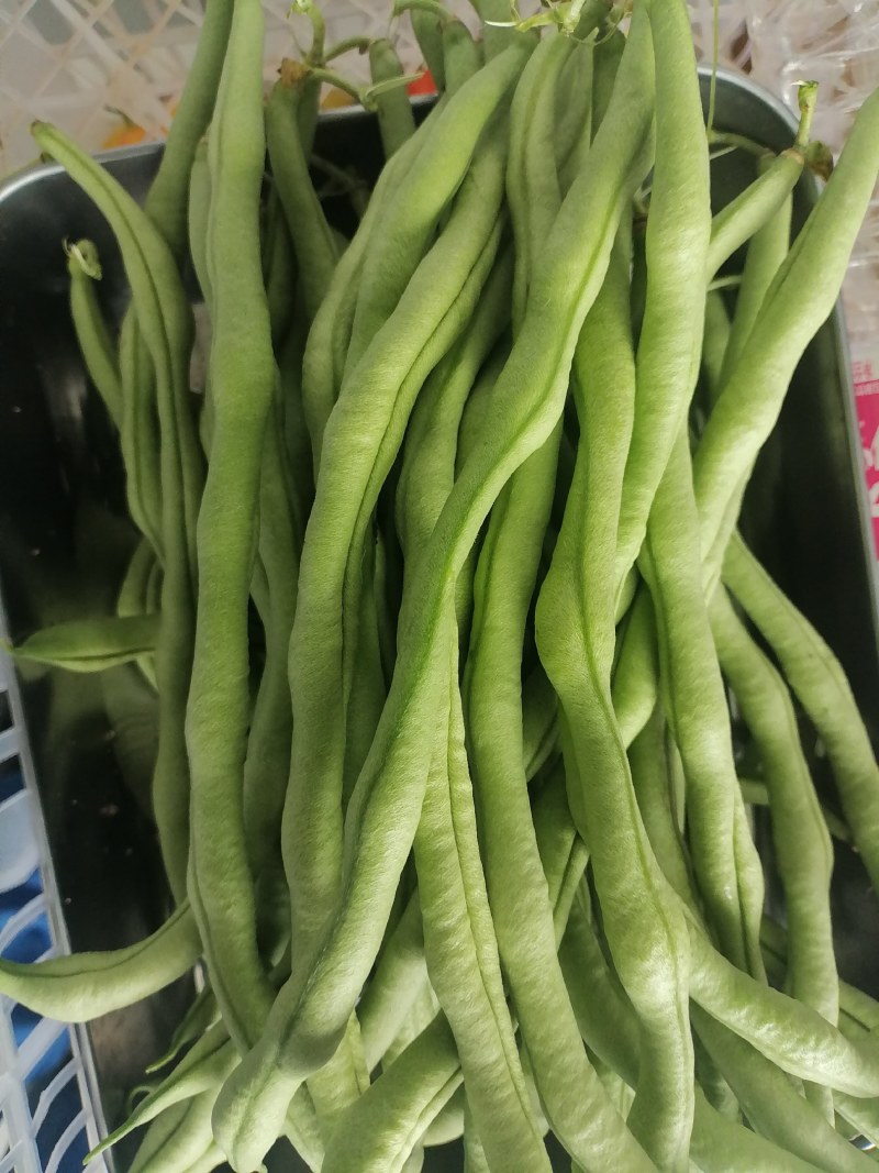 高原无筋豆