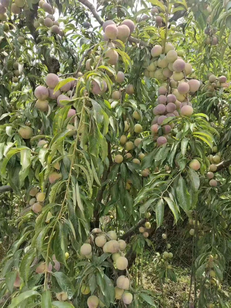 精品李子四川李子半边红李子大量供应，产地直发现货