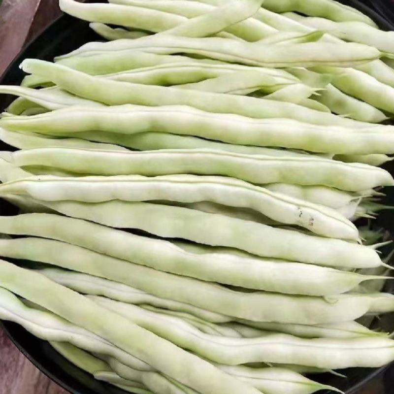 白不老，芸豆大量上市，产地一手货源量大优惠，欢迎合作