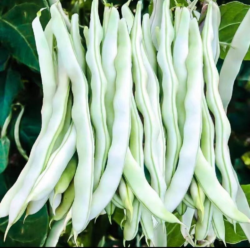 白不老，芸豆大量上市，产地一手货源量大优惠，欢迎合作