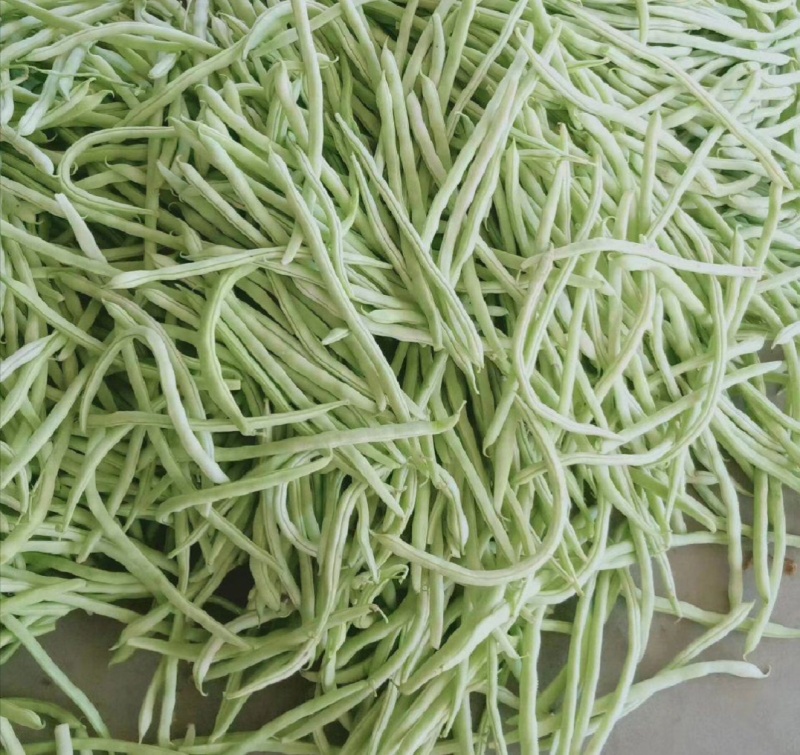白不老，芸豆大量上市，产地一手货源量大优惠，欢迎合作