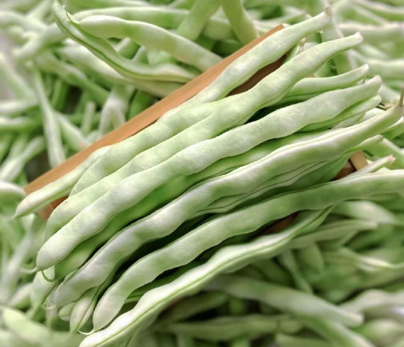 白不老，芸豆大量上市，产地一手货源量大优惠，欢迎合作