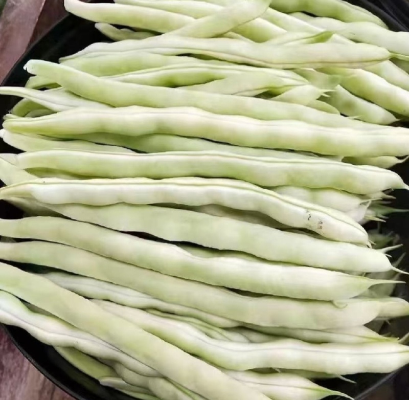 白不老，芸豆大量上市，产地一手货源量大优惠，欢迎合作
