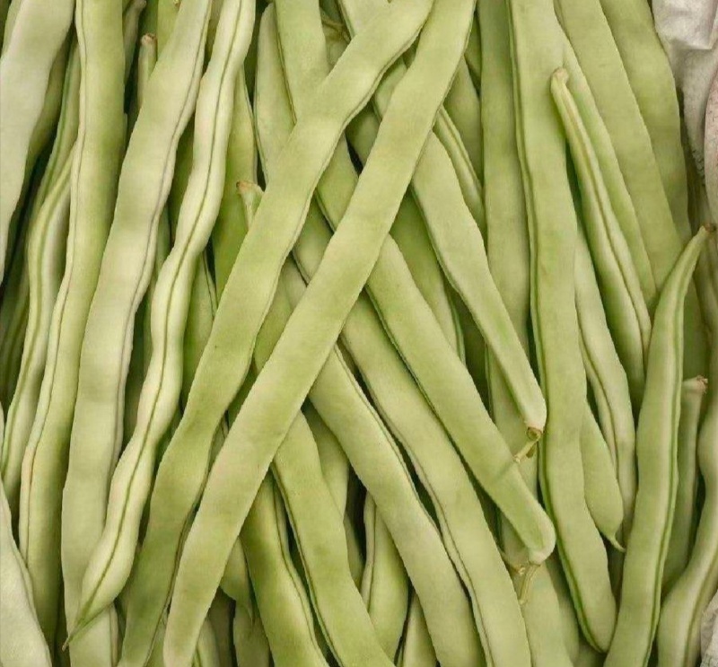 白不老，芸豆大量上市，产地一手货源量大优惠，欢迎合作