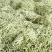 白不老，芸豆大量上市，产地一手货源量大优惠，欢迎合作
